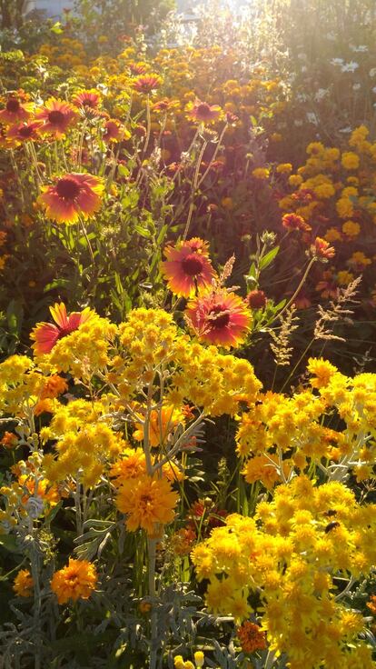 Campo de flores en un jardín de Madrid.