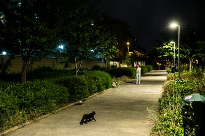 Por la noche, los gatos de ciudad dejan de ser invisibles. El aumento de las colonias felinas es un problema creciente, por lo que supone para la salud de las urbes, las otras especies depredadas y los propios felinos.