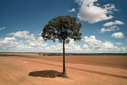 En el estado de Mato Grosso, la soja ocupa unos 9,8 millones de hectáreas sembradas y el de maíz casi 5,1 millones, una superficie que equivale a la mitad de un país como Bélgica, según los datos de 2021. Estas plantaciones, junto a los pastos para el ganado vacuno, rodean este y otros muchos territorios indígenas en la Amazonia brasileña, en un fenómeno conocido como la “expansión de la frontera agropecuaria”.
Un enorme árbol de castañas de Brasil se sostiene solitario rodeado de campos que pronto serán sembrados en julio de 2022.