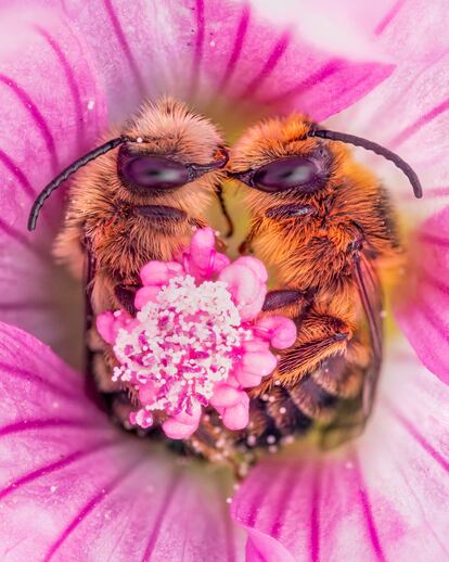 Las abejas tienen dos ojos grandes compuestos, así como tres ojos más pequeños en la parte superior de sus cabezas conocidos como ocelos. Esto les permite tener una visión panorámica.