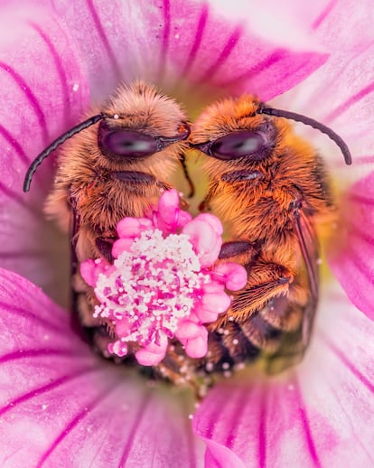 Las abejas tienen dos ojos grandes compuestos, así como tres ojos más pequeños en la parte superior de sus cabezas conocidos como ocelos. Esto les permite tener una visión panorámica.