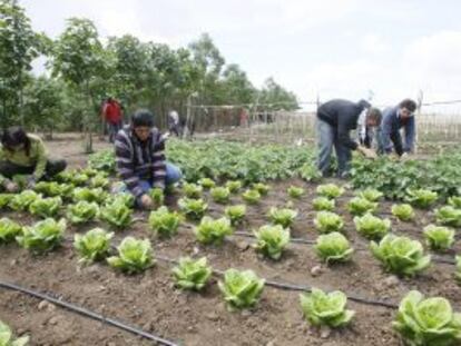 Un grupo de jornaleros cultiva el huerto en la finca de Somontes (Palma del R&iacute;o, C&oacute;rdoba).