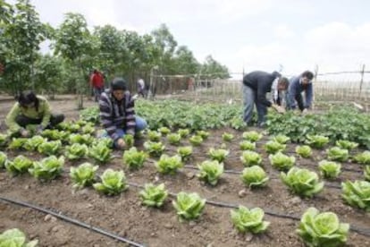 Un grupo de jornaleros cultiva el huerto en la finca de Somontes (Palma del R&iacute;o, C&oacute;rdoba).