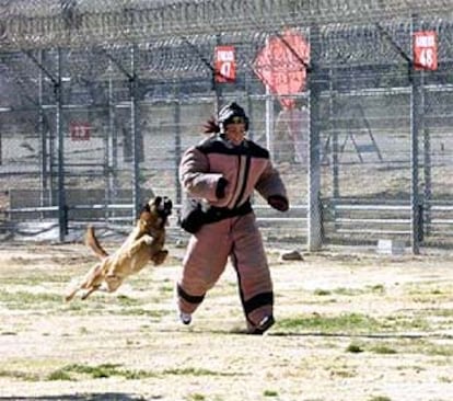 Una participante es perseguida por un perro en el concurso <i>Fear factor</i>.