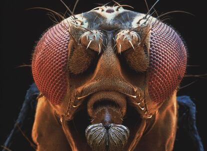 Una &#039;Drosophila melanogaster&#039;, la mosca del vinagre