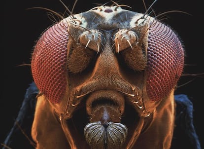 Una 'Drosophila melanogaster', la mosca del vinagre