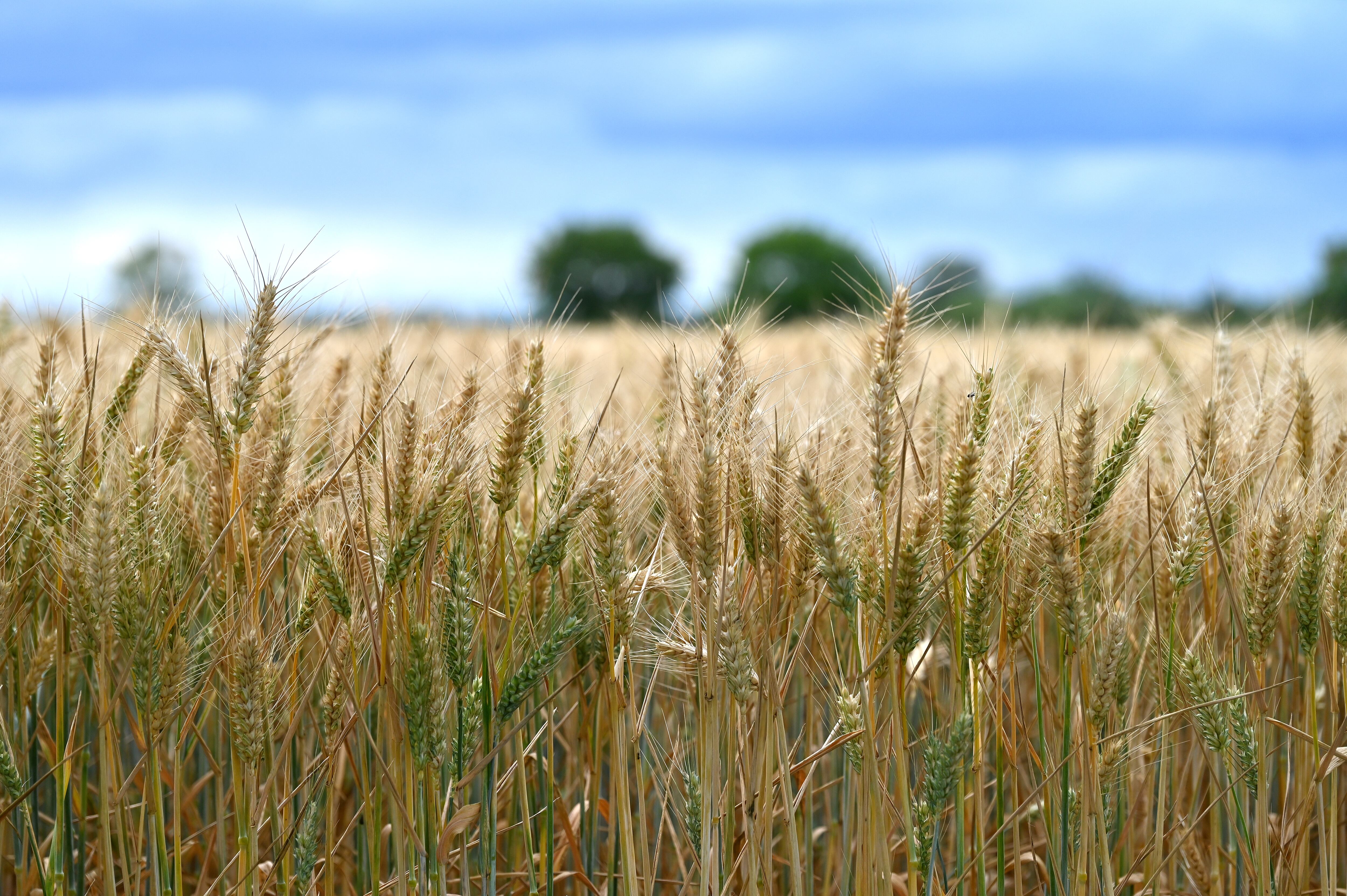 Trigo silvestre, la clave de la seguridad alimentaria en un mundo que se calienta 