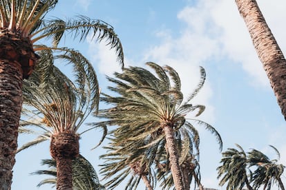 El viento en La Gomera este domingo, en una imagen cedida por el Cabildo insular. 

El Cabildo de La Gomera ha activado el Plan de Emergencias Insular (PEIN), en fase de preemergencia, por la alerta máxima por vientos decretada por la Dirección General de Seguridad y Emergencias del Gobierno de Canarias.

ESPAÑA EUROPA ISLAS CANARIAS SOCIEDAD
CEDIDO POR CABILDO DE LA GOMERA