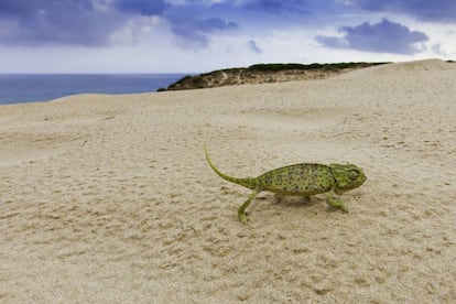 Un camaleón en lo alto de la duna que se levanta, hasta los 30 metros de altura, en el extremo occidental de la ensenada de Bolonia, en Tarifa (Cádiz). 