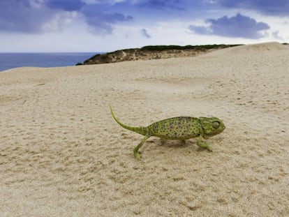 Un camaleón en lo alto de la duna que se levanta, hasta los 30 metros de altura, en el extremo occidental de la ensenada de Bolonia, en Tarifa (Cádiz). 