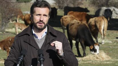 Pablo Casado ofrece declaraciones a los medios durante su visita a una explotación ganadera extensiva en Navas del Marqués, a 14 de enero de 2022