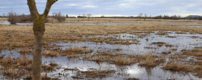Parque natural de Aiguamolls de l'Empordà, afectado por la sequía.