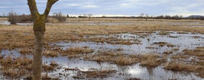 Parque natural de Aiguamolls de l&#039;Empord&agrave;, afectado por la sequ&iacute;a.