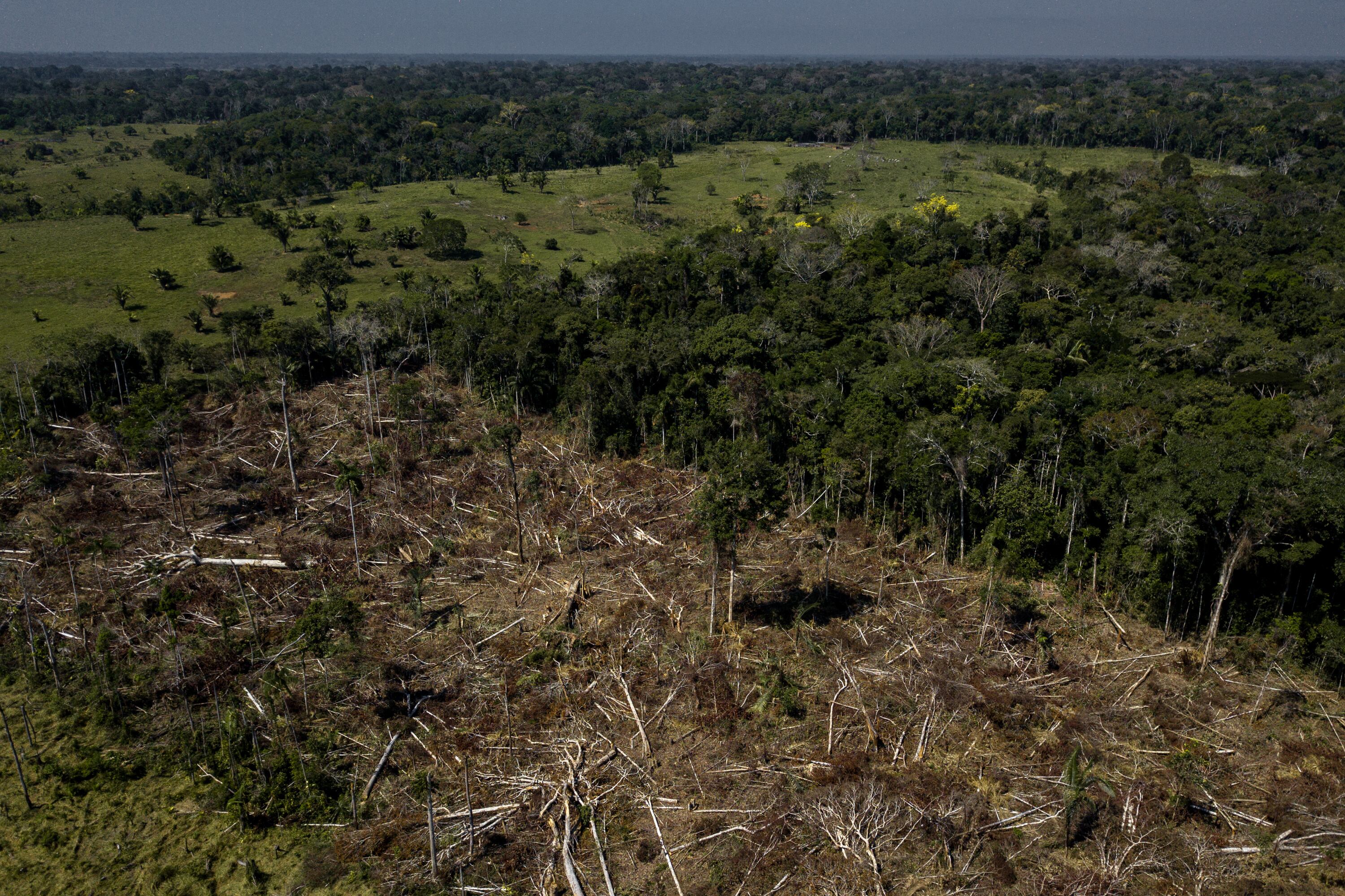 Veto al cacao de zonas deforestadas: se multiplica la presión para que Bruselas retrase esta ley pionera