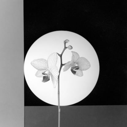  

	Robert Mapplethorpe
	Orchid, 1988