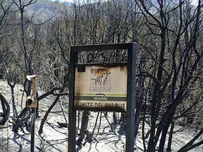 Terreno quemado en Vallehermoso, a la entrada del Parque Nacional de Garajonay.