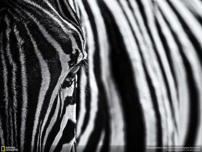 La imagen de una cebra desde una perspectiva imposible. Fue captada por Marco Tagliarino en el Parque Nacional de Etosha (Namibia), uno de los más grandes del mundo.