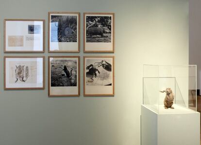 Instalación de la serie 'Fauna' (1985-89), Myodorifera Colubercauda de Joan Fontcuberta en la Sala del Canal de Isabel II.