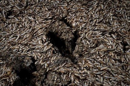 Por encima de los peces sobrevolaban buitres y alrededor miles de moscas se amontonaban sobre las piedras.