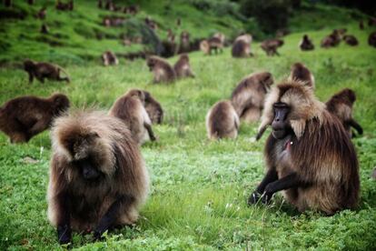 Los gelada son totalmente terrestres, a diferencia de otros primates arbóreos.