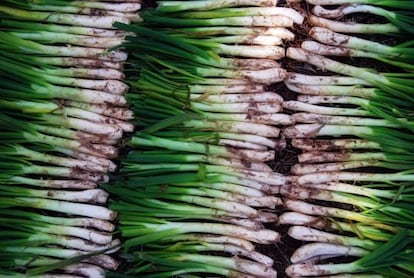 Calçots a punto para ir al fuego