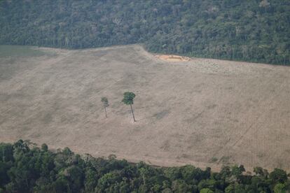 Deforestación ilegal en la Amazonia