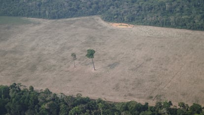 Imagem aérea mostra árvore solitária em uma área desmatada perto de Porto Velho, Rondônia, em agosto do ano passado.