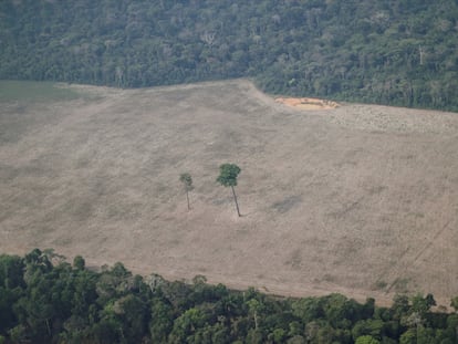 Una imagen aérea muestra un árbol solitario en una zona deforestada cerca de Porto Velho, Rondonia, en agosto del año pasado.