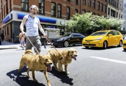 Un paseador de perros en Nueva York.