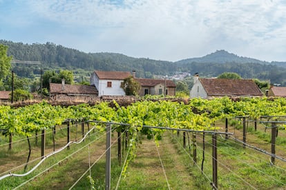 Vista de los viñedos del pazo Rubianes.