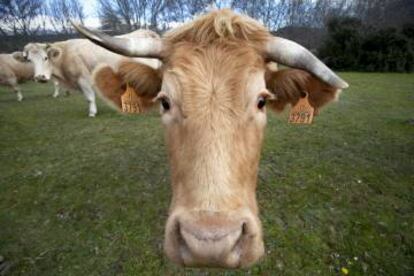 Vacas en una explotaci&oacute;n de Colmenar Viejo (Madrid). 