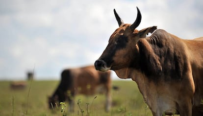 Una vaca vacunada contra la peste bovina en Isinya, Kenia, en 2010.