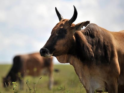 Una vaca vacunada contra la peste bovina en Isinya, Kenia, en 2010.