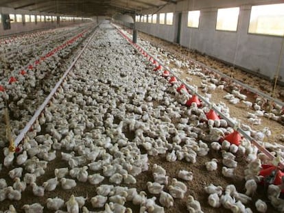 Pollos de 13 dias en una granja avícola en la localidad de Villamanrique.