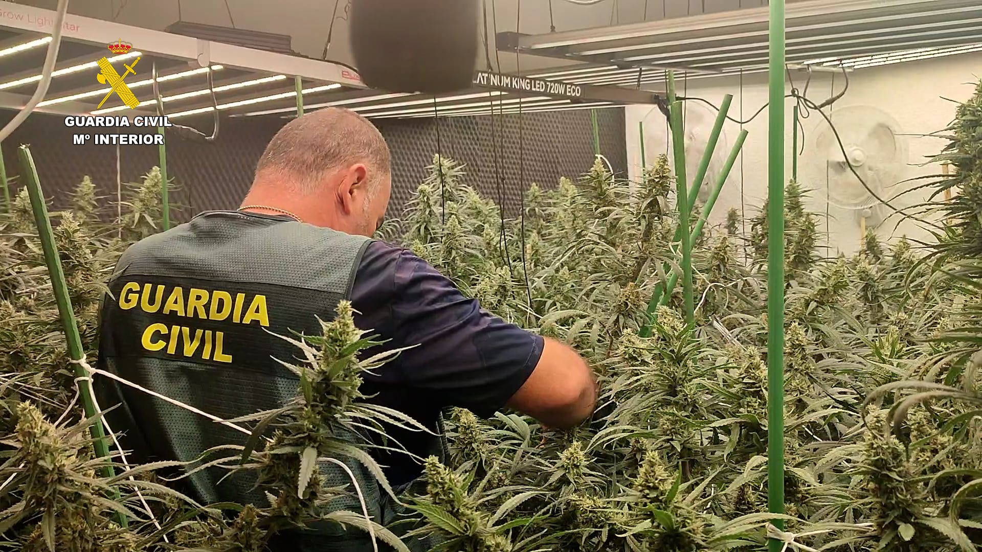 Cae una red que usaba una granja porcina como tapadera para el cultivo de marihuana en Castellón y Tarragona