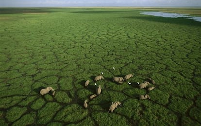 Una manada de elefantes cruzando los verdes pastos del parque nacional de Amboseli, en Kenia.