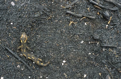 Salamandra quemada en un incendio forestal en Galicia