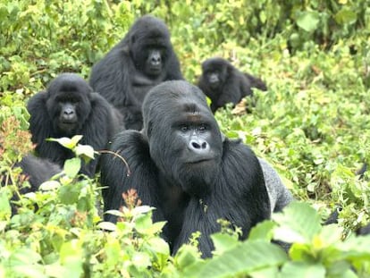 Una familia de gorilas de monta&ntilde;a en el Parque Nacional Virunga, en la frontera del Congo.