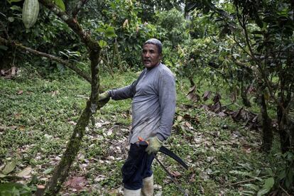 Justo Lemo, en su plantación cacaotera en la parroquia de Maldonado, en la provincia de Esmeraldas (Ecuador). Ha recibido asesoramiento de la asociación de productores Aprocane (con apoyo de la cooperación española) para mejorar la calidad de su cacao.