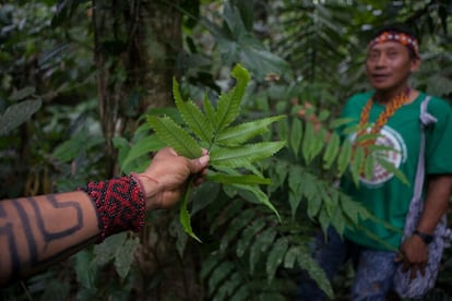 O cacique da aldeia Nova Mudança, Francisco Bardalhares, de 43 anos, dentro da farmácia viva que criou em sua aldeia para controlar as doenças. Em primeiro plano, a planta usada para fazer o chá contra diarreia.