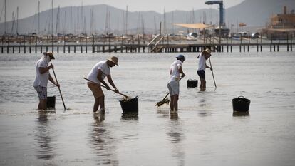 Recogida de biomasa en el mar Menor, en la playa de Los Urrutias, el verano pasado.
