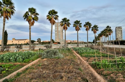 Perspectiva desde los huertos urbanos de Sociópolis.