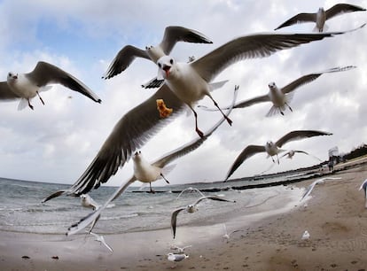 Gaviotas sobrevuelan el mar Báltico en la playa de Timmendorfer (Alemania).