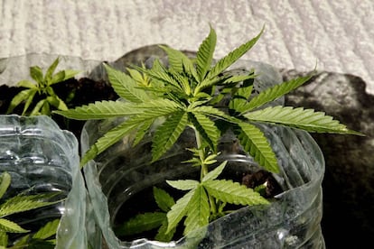 Una planta de marihuana.