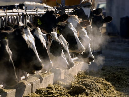 A line of Holstein dairy cows feed through a fence at a dairy farm on March 11, 2009, outside Jerome, Idaho.
