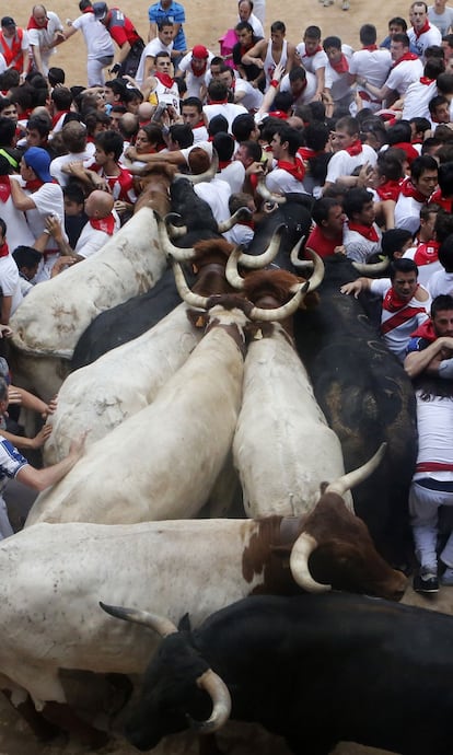 La manada de toros de Torre Ymbra y los cabestros, intentan acceder a la plaza sobre el montón humano formado en la entrada.
