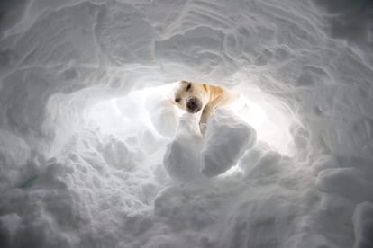 Nanuk, un perro de la raza Labrador Retriever, rebusca entre la nieve durante el campeonato de perros de rescate de víctimas en avalanchas de nieve celebrado en la ciudad suiza de Samedan.