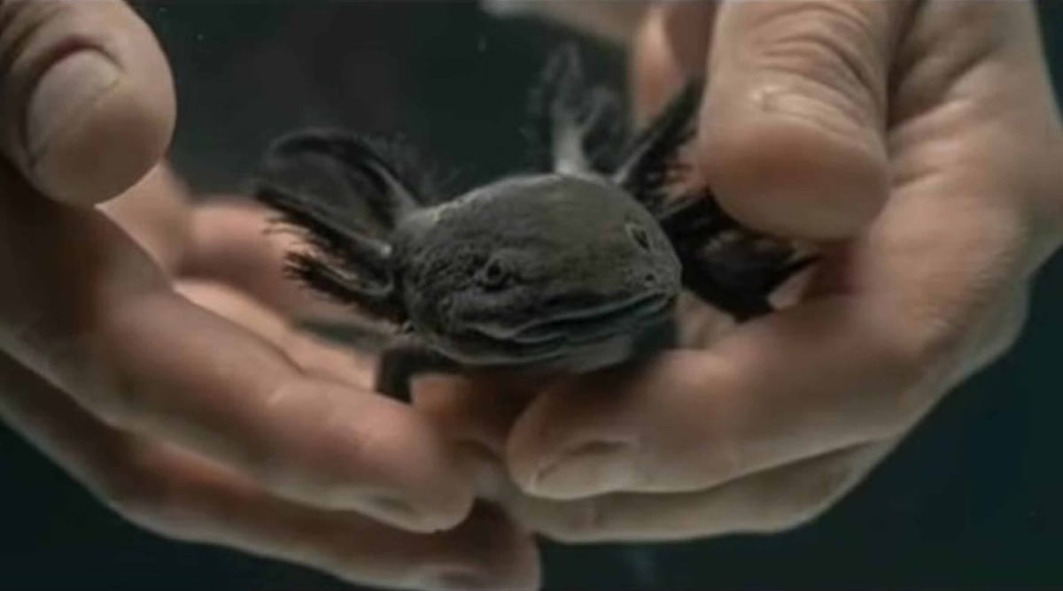 Científicos de la UNAM localizan hasta 50 especímenes del ajolote del Altiplano tras 15 años sin ser visto en Querétaro