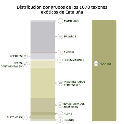 Especies invasoras Cataluña