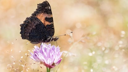 Una ortiguera o mariposa de la ortiga en la sierra de Gredos, en Ávila.